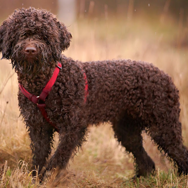 "Lagotto Romagnolo Dog - The Talented Truffle Hunter with an Irresistibly Cute Appearance."