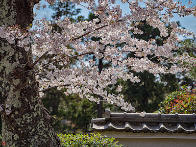 Sakura (Japanese cherry) flowers: Engaku-ji