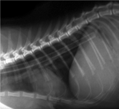 Teknik Operasi Pharyngotomy pada Hewan