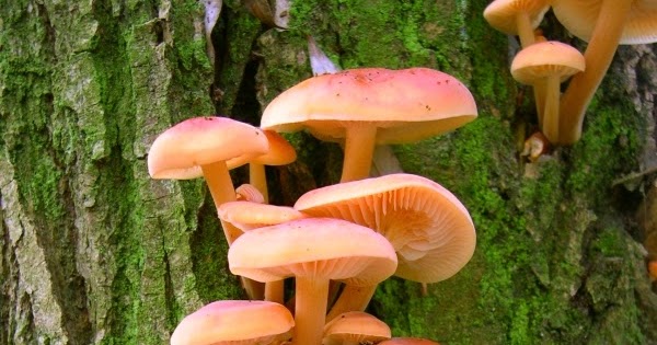 La Biodiversidad de los hongos.: ¿Que es un hongo?