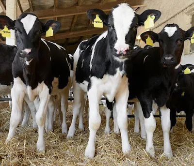 How to Increase the Marketability of Beef-on-Dairy Calves