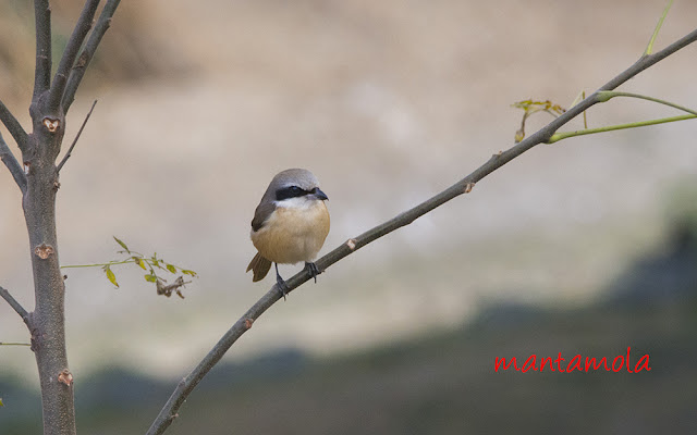 Brown Shrike