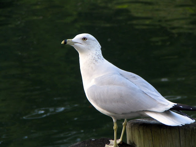 Stock Bird Photos