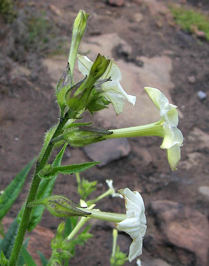 Nicotiana quadrivalvis