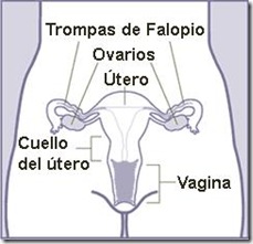 Aparato Reproductor Femenino