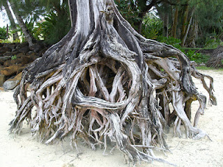 tree trunk roots washed ashore 