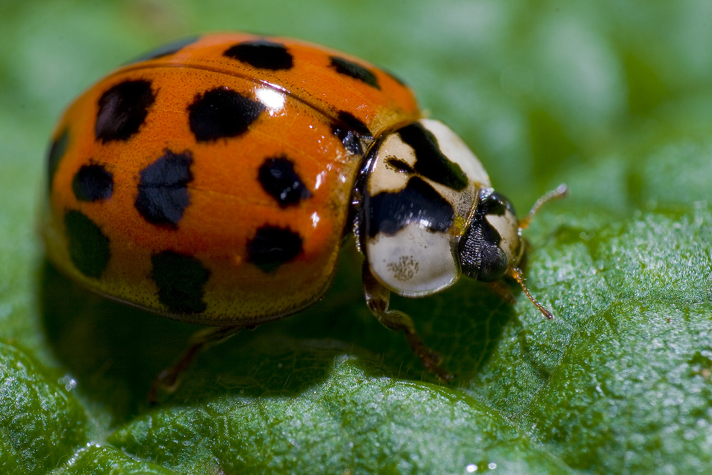 Alam Mengembang Jadi Guru Ladybug Kumbang  Koksi 