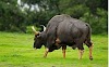 इन्द्रावती राष्ट्रीय उद्यान  | Indravati National Park Chhattisgarh