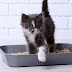 The 6 Best Cat Litters of 2020