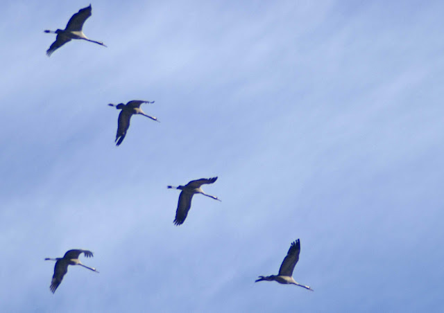 Crane wallpaper,crane images,crane photo,cute crane,beautiful crane,cranes,the crane,the cranes,crane birds,crane,birds,birds picture,about birds,birds images birds photo,birds picture,flying crane,animation crane,crane stand green grass,