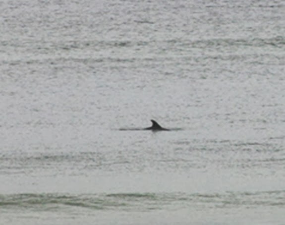 Dolphin3 Dolphin3