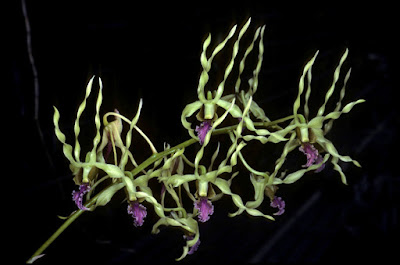 Dendrobium crispilinguum care and culture