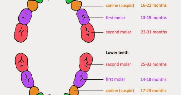 Ubat Gigi First Teeth - Pertanyaan o