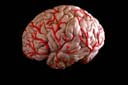 Imagen de un cerebro humano