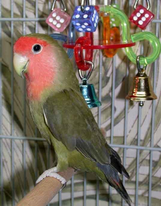 12 Aneka Jenis Burung Lovebird Dan Harga Pasarannya