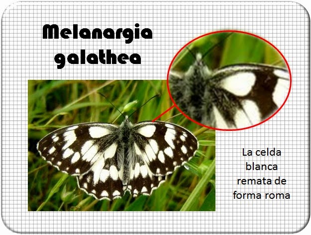 Celda de la Melanargia galathea