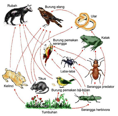 Biologi Kelas x: Tingkatan Organisasi Kehidupan 