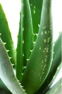 Excellent Efficacy of Aloe Vera