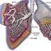 What is Mesothelioma?