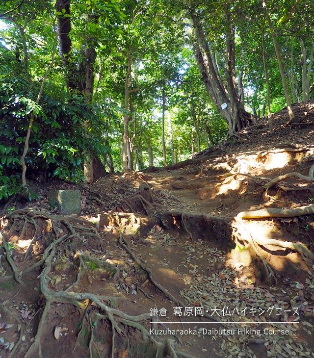 [鎌倉] 葛原岡･大仏ハイキングコースの木の根道