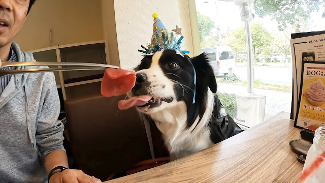 保護犬 ボーダーコリー トーマ 誕生日 お台場 うしすけ