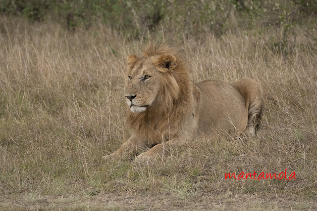 Lion Masai Mara