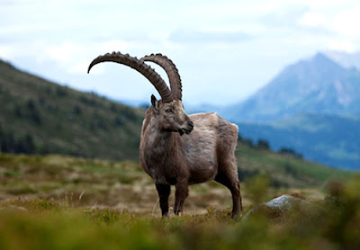 Ibex, Kambing Gunung yang Mahir Memanjat Dinding