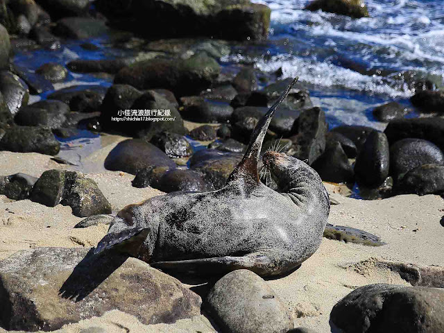 美國LA JOLLA海獅