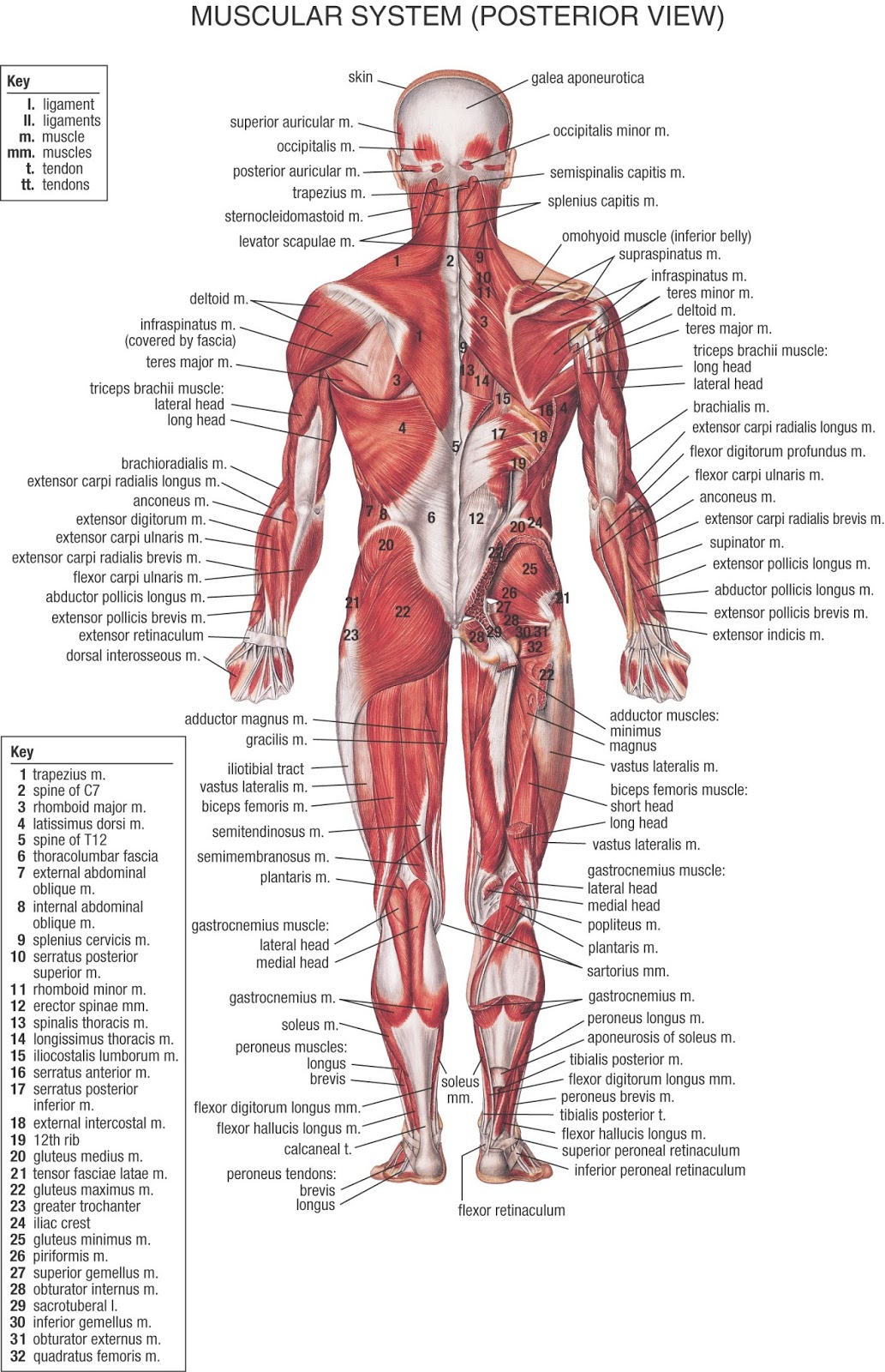 Massage PENGANTAR ANATOMI DAN FISIOLOGI UNTUK MASSAGE