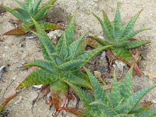 Aloe maculata - Aloe saponaria - Aloès maculé - Aloès zébré - Soap aloe