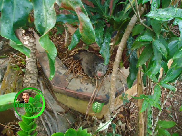 FOTO : Induk ayam setia mengerami telurnya, walau turun hujan sangat lebat