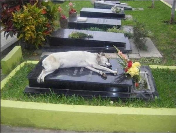 Dog on the grave of his master.