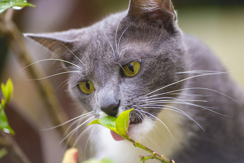 gato cinza e branco