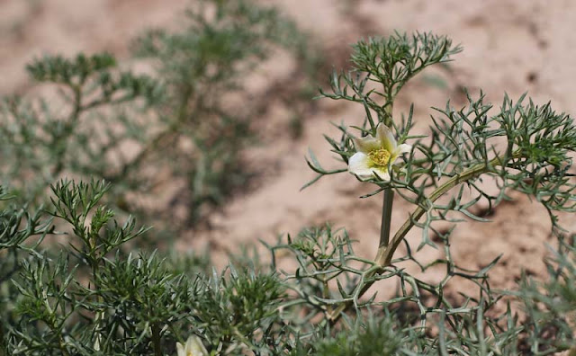 Peganum Harmala Flowers Pictures