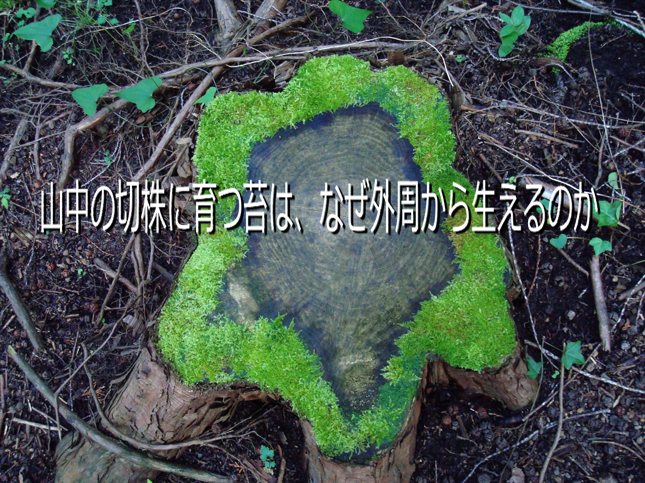 山中の切株に育つ苔は なぜ外周から生えるのか 苔モス工房