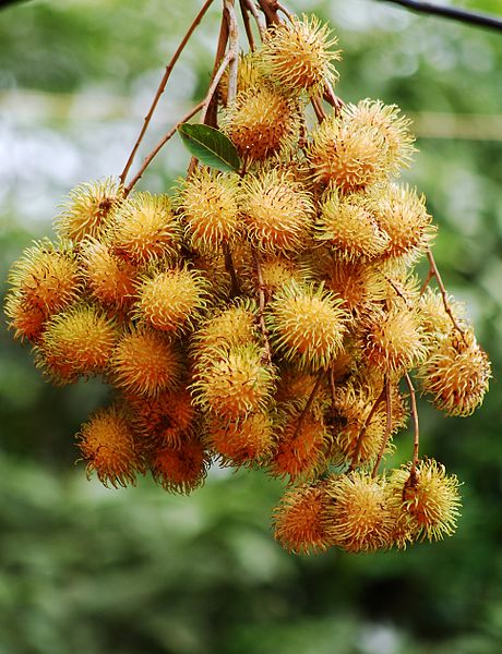 LAMAN SERi MeNCaRi KeReDHaaN MU Rambutan 