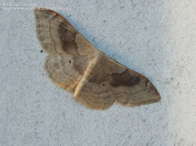 http://www.biodiversidadvirtual.org/insectarium/Idaea-degeneraria-%28Hubner-1799%29-img743614.html