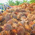 ‘Verbod op palmolie is slecht voor het milieu’