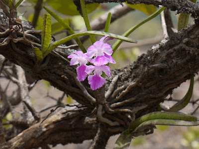 Grow and care Aerides maculosa orchid - The Spotted Aerides