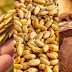 6 Legit Health Benefit of Eating Whole Grains Daily