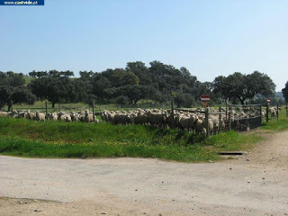 Rio Caia (Baldio), Zonas de Pesca de Castelo de Vide / Portalegre (Alto Alentejo), Portugal (Fish / Pesca)