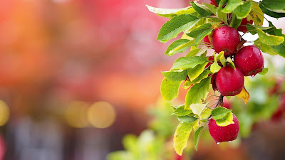 Nature, Summer, Trees, Leaves | Download HD Wallpapers Photos