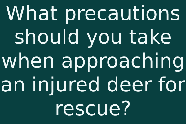 What precautions should you take when approaching an injured deer for rescue?
