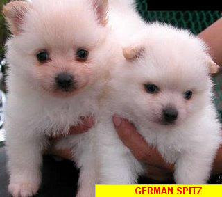 Indian Spitz Image ~ Top Dog Wallpaper