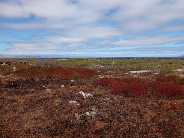 Arbusto sesuvio de Galápagos en Isla Seymour norte (Galápagos)