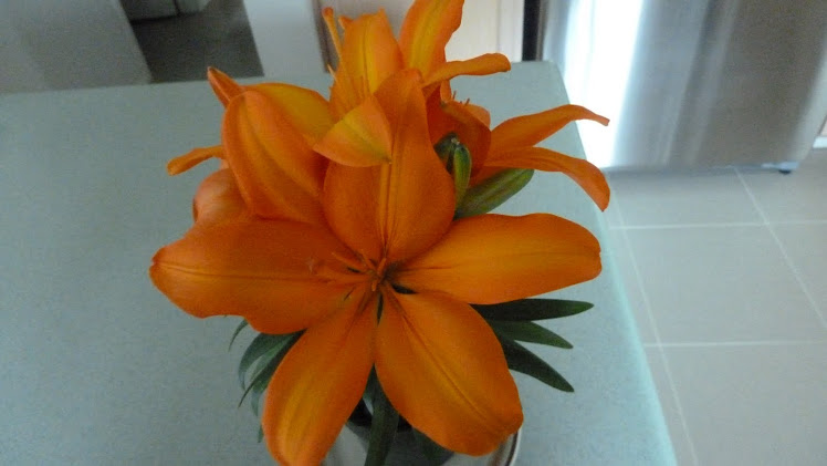 Hybrid Lily