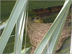 hoodedoriole