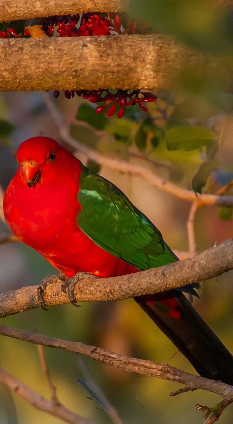  A colorful king parrot.