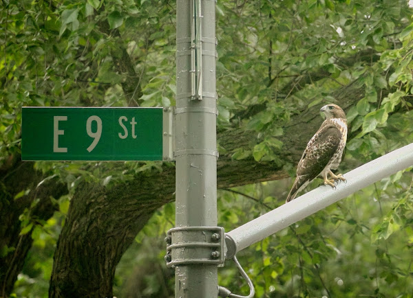 Tompkins Square red-tailed hawk fledgling