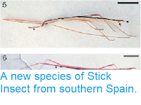 https://sciencythoughts.blogspot.com/2013/06/a-new-species-of-stick-insect-from.html